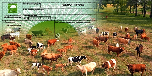 Paszport dla bydła