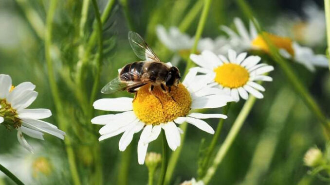 Konkurs fotograficzny „Ziemia Łukowska - miejsce przyjazne pszczołom”