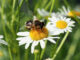 Konkurs fotograficzny „Ziemia Łukowska - miejsce przyjazne pszczołom”